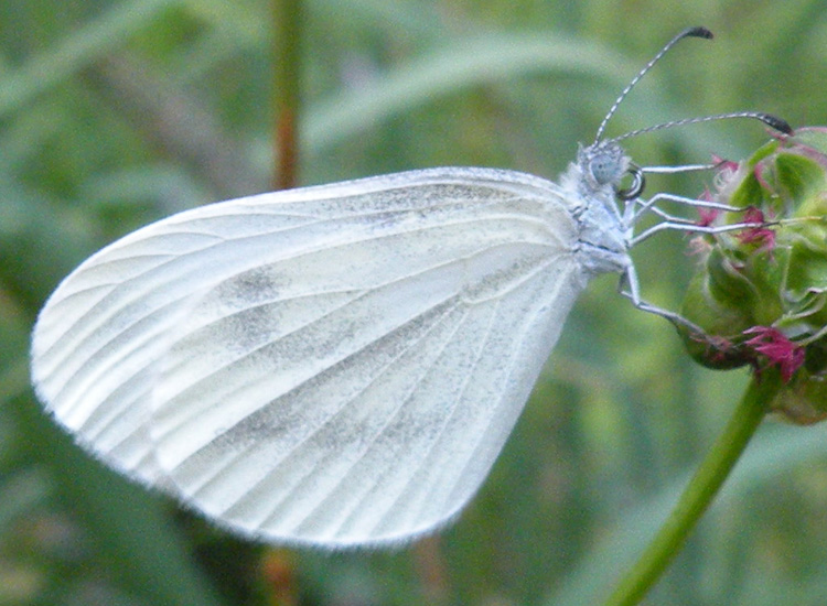 Leptidea sinapis?